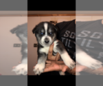 Small Photo #9 Siberian Husky Puppy For Sale in WASHBURN, WI, USA