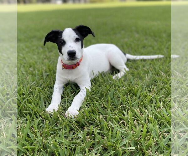 Medium Photo #1 Mutt Puppy For Sale in Orlando, FL, USA