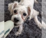Small #1 Poodle (Miniature) Mix