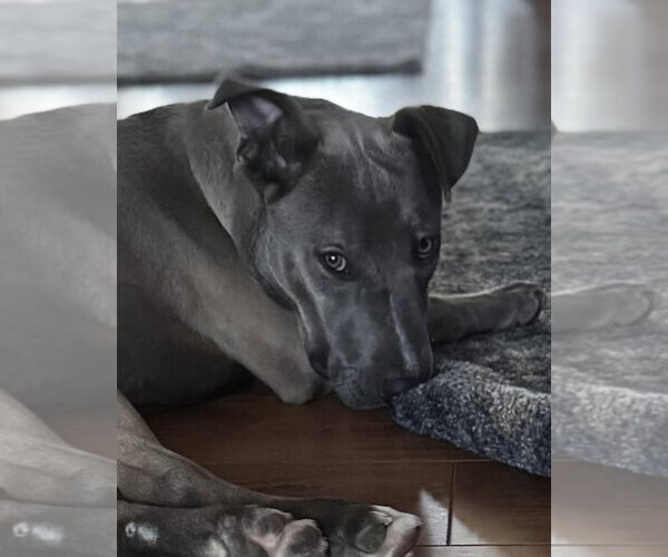 Medium Photo #2  Puppy For Sale in , 