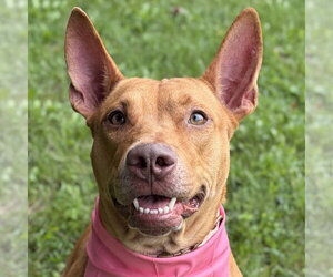 Gwaltney - Female Mutt Dog for Adoption - Photo #4