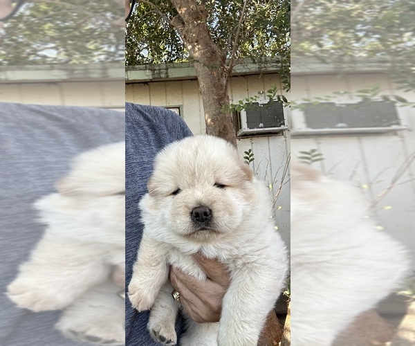 Medium Photo #3 Chow Chow Puppy For Sale in FONTANA, CA, USA