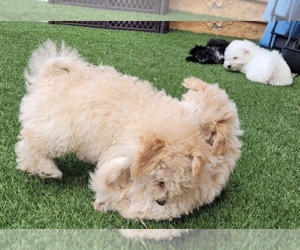 Medium Photo #29 Maltipoo Puppy For Sale in LAKESIDE, CA, USA