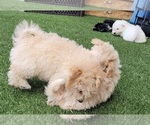 Small Photo #29 Maltipoo Puppy For Sale in LAKESIDE, CA, USA