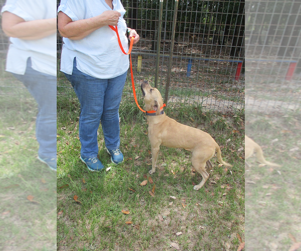 Medium Photo #7 American Pit Bull Terrier-Labrador Retriever Mix Puppy For Sale in Camden, SC, USA
