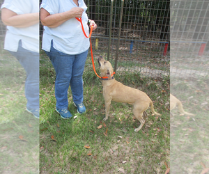 Gilley - Female American Pit Bull Terrier-Labrador Retriever Mix Dog for Adoption - Photo #7