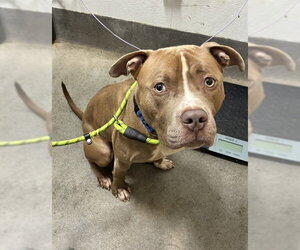 Mutt Dogs for adoption in Forestville, MD, USA
