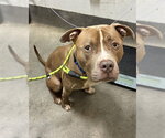 Small Mutt