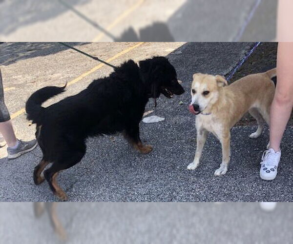 Medium Photo #14 Bernese Mountain Dog-Collie Mix Puppy For Sale in Houston, TX, USA