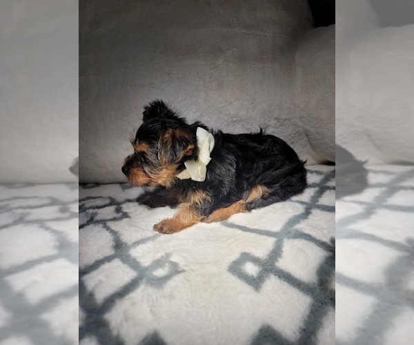 Medium Photo #2 Yorkshire Terrier Puppy For Sale in PRESCOTT VALLEY, AZ, USA