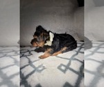 Small Photo #2 Yorkshire Terrier Puppy For Sale in PRESCOTT VALLEY, AZ, USA