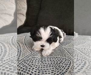 Shih Tzu Puppy for sale in BROOKSVILLE, KY, USA