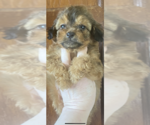 Chiranian-Poodle (Toy) Mix Puppy for Sale in VENETA, Oregon USA