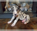 Small Photo #4 Great Dane Puppy For Sale in LYERLY, GA, USA