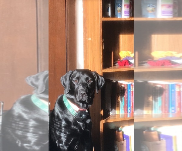 Medium Photo #1 Labrador Retriever Puppy For Sale in BREWSTER, WA, USA