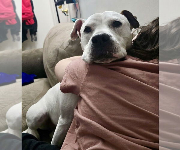 Medium Photo #3 Argentinian Mastiff-Labrador Retriever Mix Puppy For Sale in Brewster, NY, USA