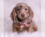 Small #4 Dachshund
