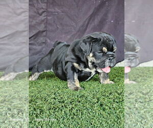 English Bulldog Puppy for sale in CARLSBAD, CA, USA