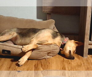 Akamai - Female Mutt Dog for Adoption - Photo #6