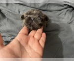 Small #11 Shih Tzu