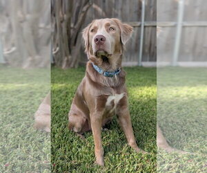 Goldmaraner Dogs for adoption in Fort Worth, TX, USA
