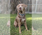Charlie Chaplin - Male Goldmaraner Dog for Adoption - Small photo