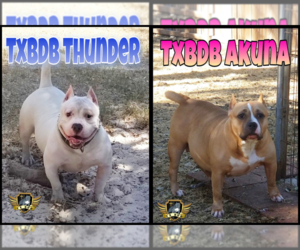 Mother of the American Bully puppies born on 10/13/2022