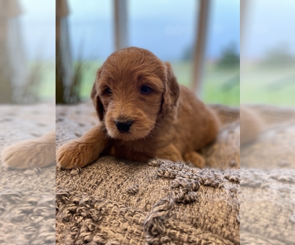Medium Photo #8 Goldendoodle Puppy For Sale in BROOKS, OR, USA
