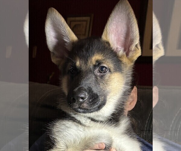 Medium Photo #1 German Shepherd Dog Puppy For Sale in SACRAMENTO, CA, USA
