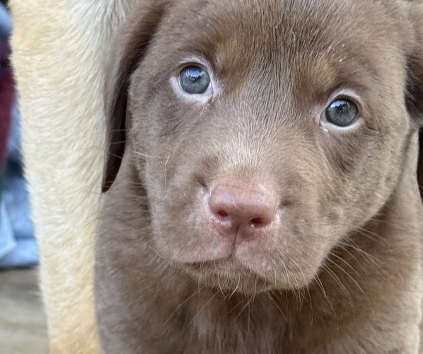 Medium Photo #2 Labrador Retriever Puppy For Sale in SPOTSYLVANIA, VA, USA