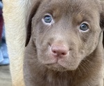 Small #1 Labrador Retriever