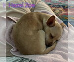 Small #10 Chiweenie