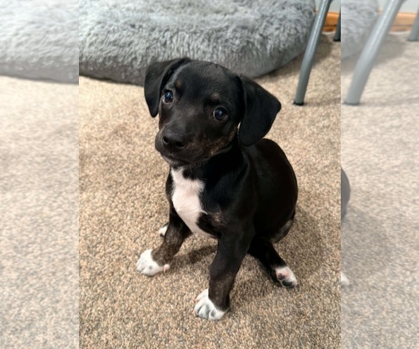 Medium Photo #2 Dachshund-Unknown Mix Puppy For Sale in Genesee, WI, USA