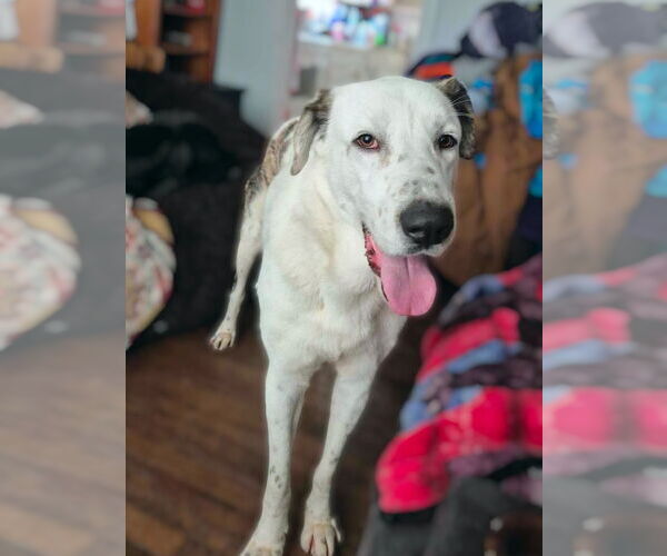 Medium Photo #3 Great Pyredane Puppy For Sale in Bullard, TX, USA