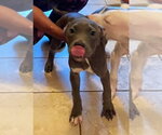 Small #2 Mutt