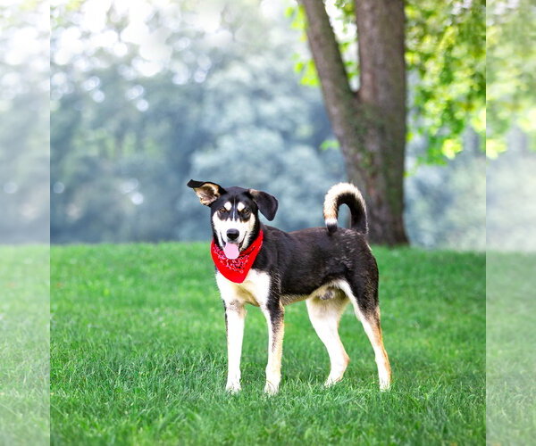Medium Photo #7 Siberian Husky-Unknown Mix Puppy For Sale in Unionville, PA, USA