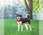 Small #6 Siberian Husky Mix