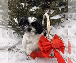 Shih Tzu Puppy for sale in MIDDLEBURY, IN, USA