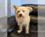 Small #2 Silky Terrier Mix