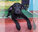 Small #1 Labrador Retriever Mix