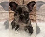 Puppy 1 French Bulldog