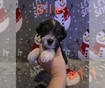 Small Photo #15 Chizer Puppy For Sale in MONTEZUMA, GA, USA