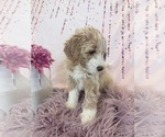 Small Photo #72 Aussie-Poo-Goldendoodle Mix Puppy For Sale in COMMERCE, MI, USA