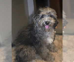 Bernedoodle (Miniature) (+ Poodle Miniature) Puppy for sale in DYERSBURG, TN, USA