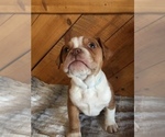 Small Photo #6 Olde English Bulldogge Puppy For Sale in CHETEK, WI, USA