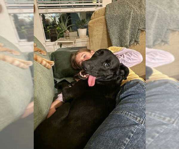 Medium Photo #8 American Pit Bull Terrier-Labrador Retriever Mix Puppy For Sale in Salt Lake City, UT, USA