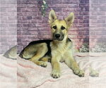 Small German Shepherd Dog Mix