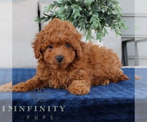 Cavapoo Puppy for sale in NARVON, PA, USA
