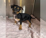 Small #3 Chihuahua