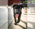 Small Photo #6 German Shepherd Dog Puppy For Sale in West Sacramento, CA, USA